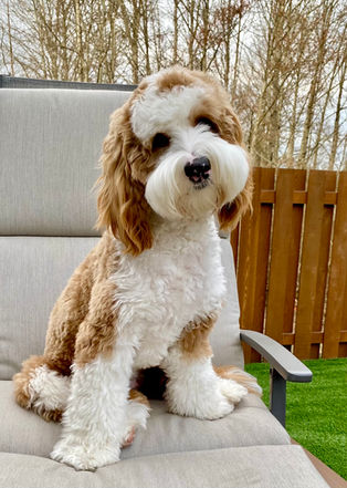 Barberry Brook Australian Labradoodle Puppies For Sale