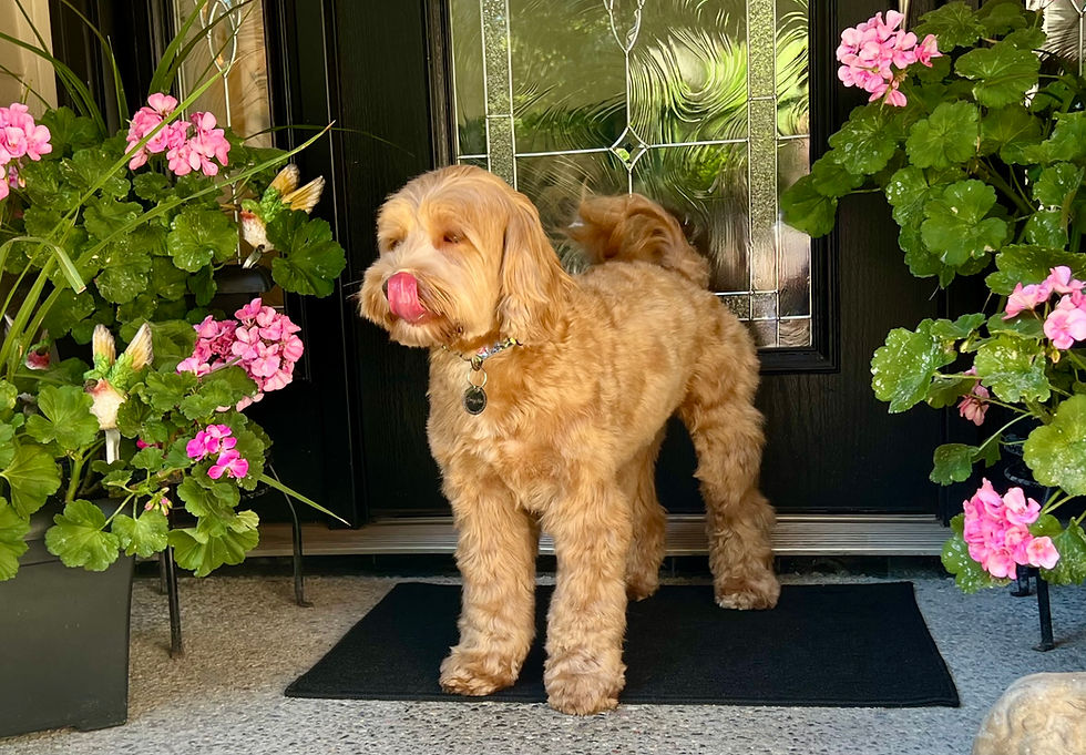 Barberry Brook Australian Labradoodle Puppies For Sale