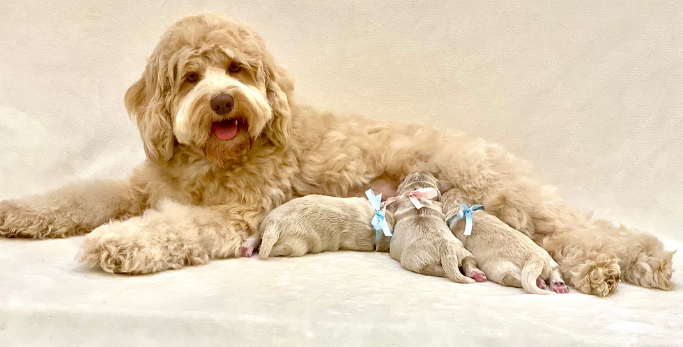 Australian Labradoodle Puppies For Sale