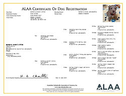 Labradoodle Puppies For Sale