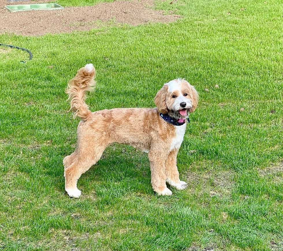 Barberry Brook Australian Labradoodle Puppies For Sale