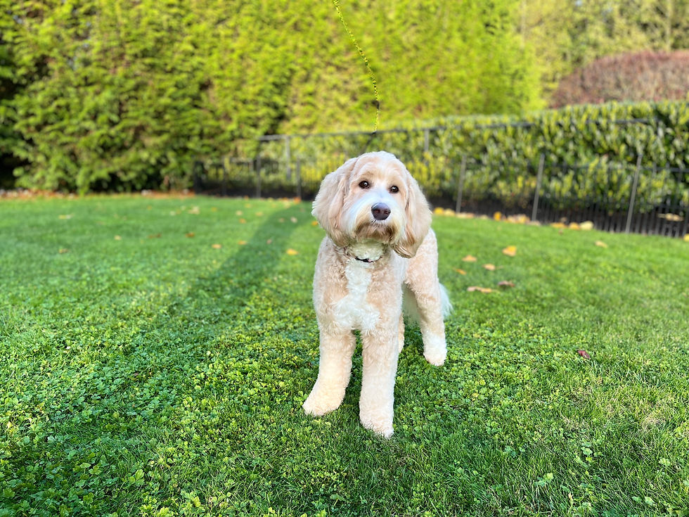 Barberry Brook Australian Labradoodle Puppies For Sale
