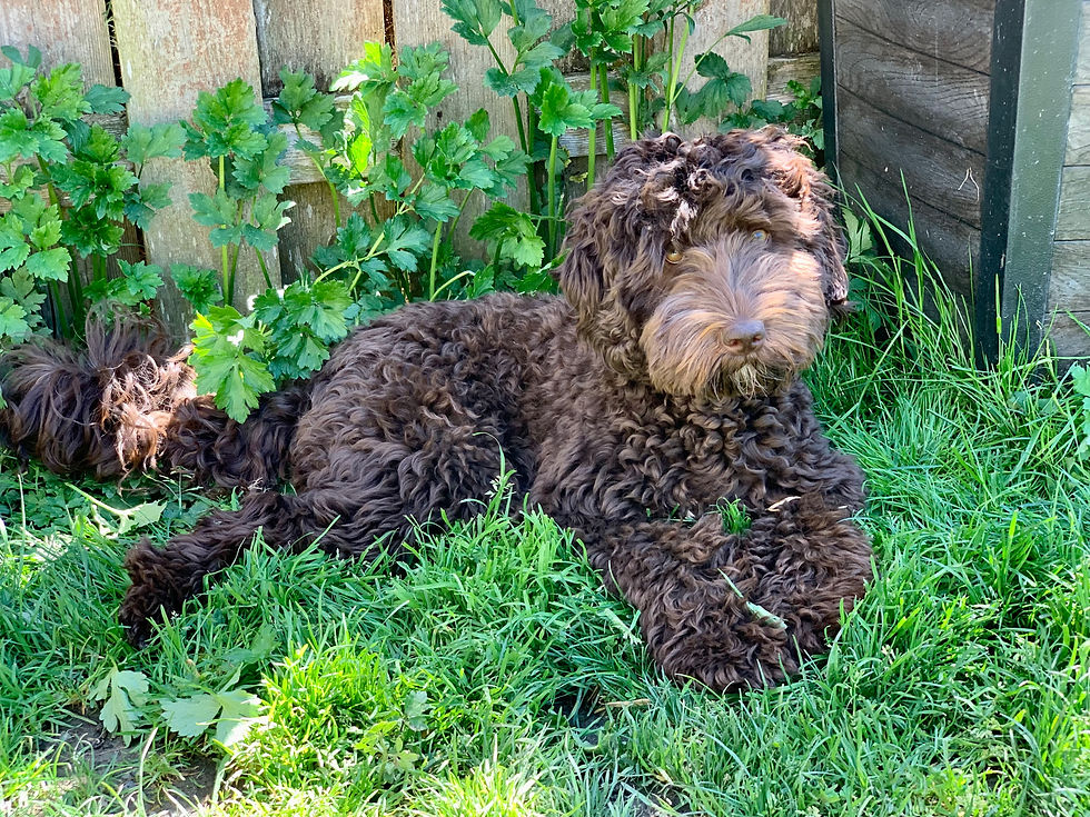 Barberry Brook Australian Labradoodle Puppies For Sale