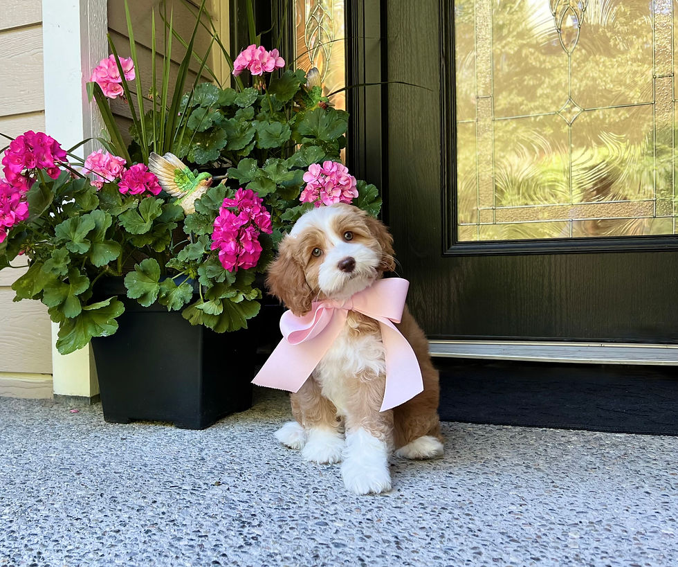 Barberry Brook Australian Labradoodle Puppies For Sale