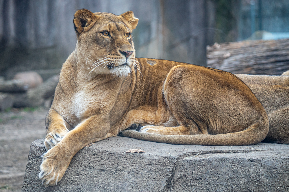 Patty The Lioness at the Milwaukee County Zoo. Photo by Garrett Hopkins.