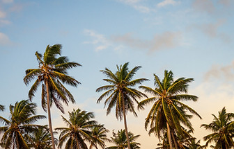 Palm Trees