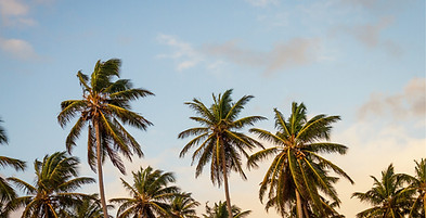 Palm Trees