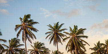 Palm Trees