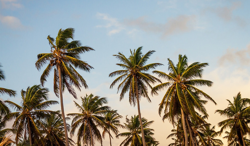 Palm Trees