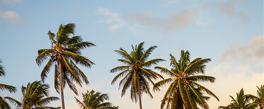 Palm Trees