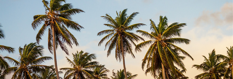Palm Trees