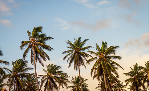 Palm Trees