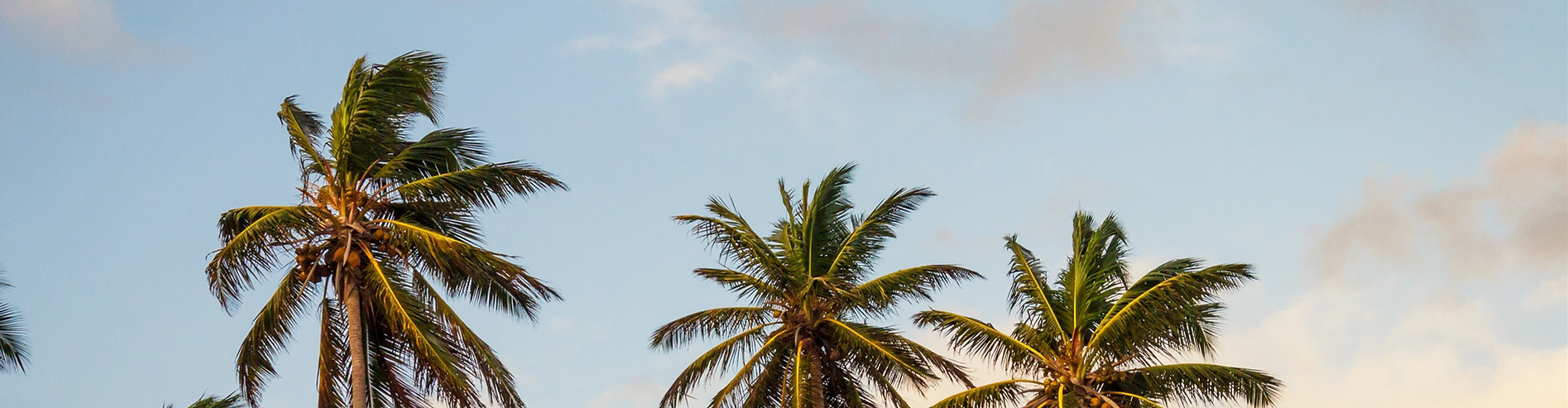 Palm Trees