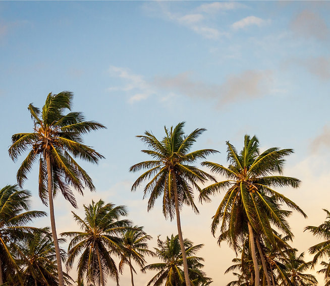 Palm Trees