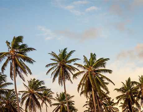 Palm Trees