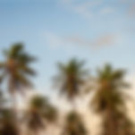 Palm Trees