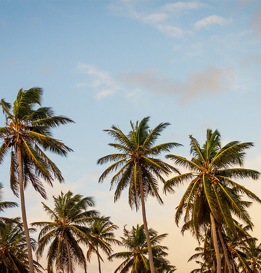 Palm Trees