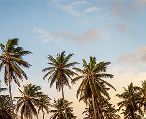 Palm Trees