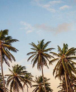 Palm Trees