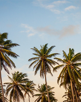 Palmeras