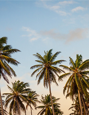 Palm Trees