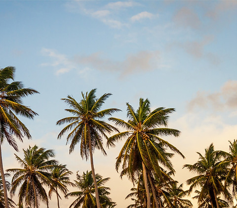 Palm Trees