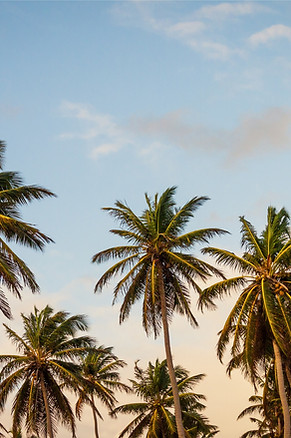 Palmeras