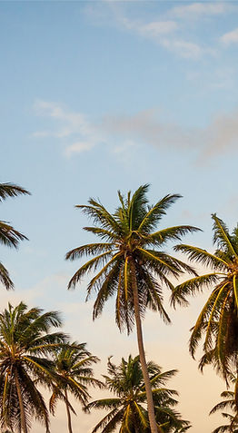 Palm Trees