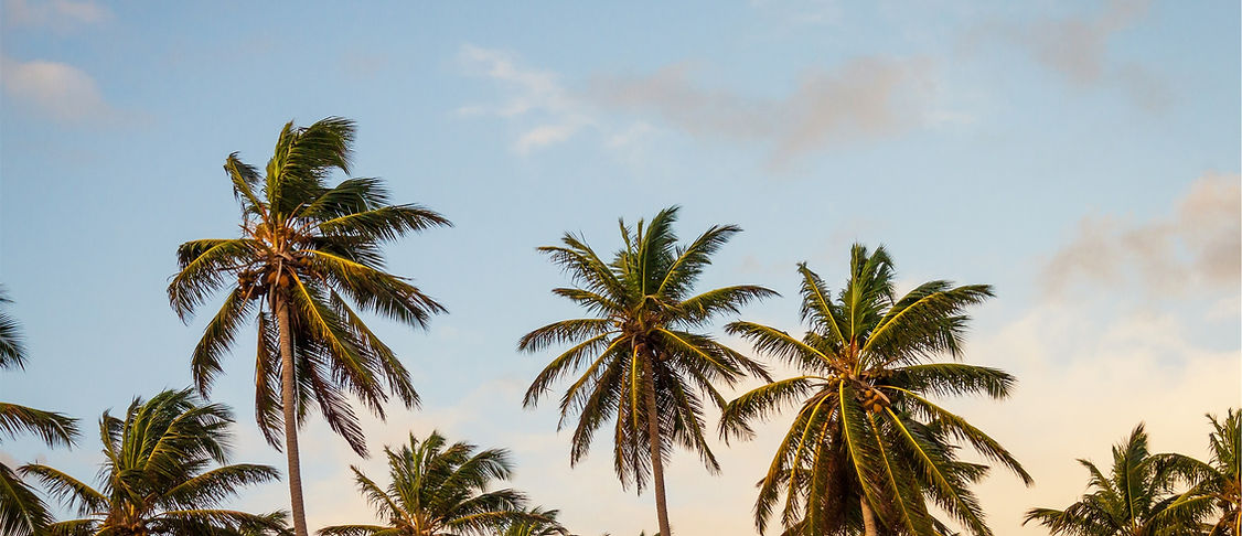 Palm trees under a blue sky, symbolizing the Southwest Florida community.