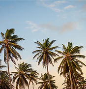 Palm Trees