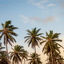 Palm Trees