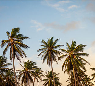 Palm Trees