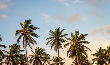 Palm Trees