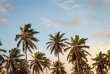 Palm Trees and Blue Sky