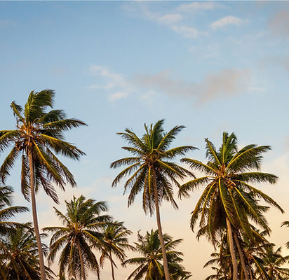 Tropical Palm Trees