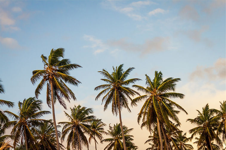 Palm Trees DTSP