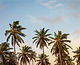 Palm Trees