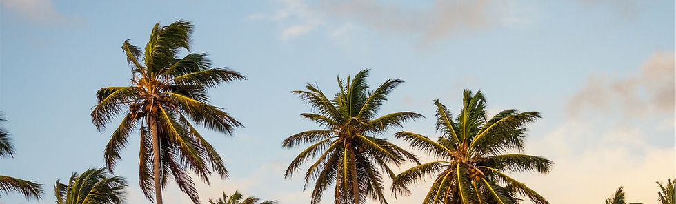 Palm Trees