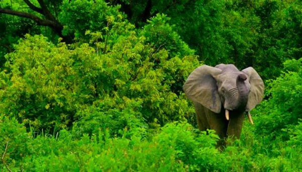 The Mole National Park