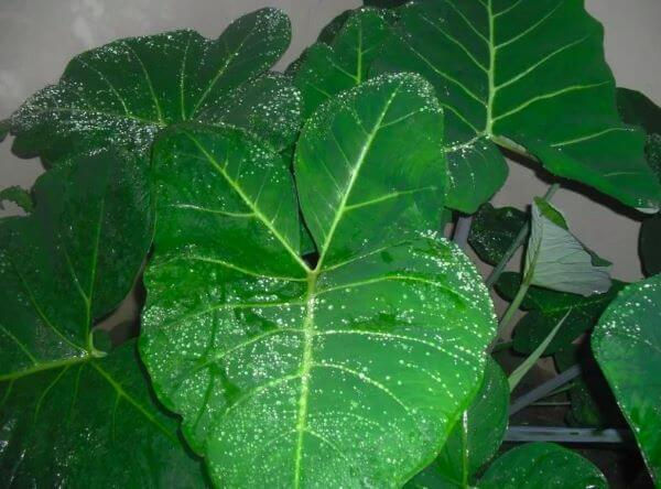 Cocoyam Leaf ( Kontomire)