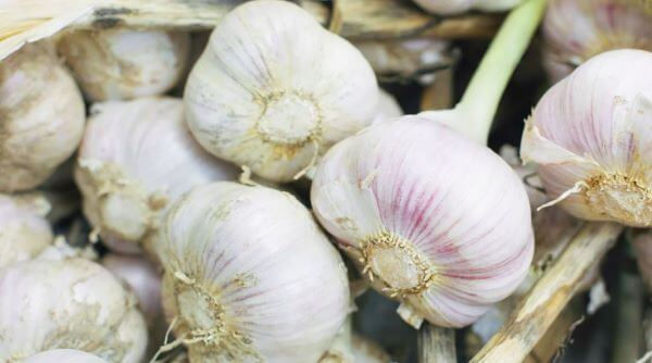 About Garlic