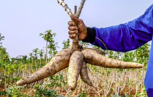 Reproductive Benefits Of Cassava