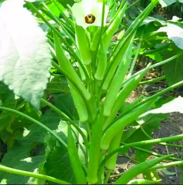 Top 10 Health Benefits Of Okro (Okra)