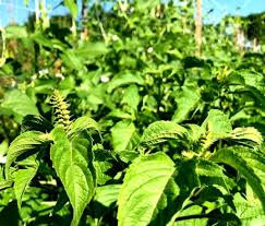 Scent Leaf (African Basil, Ocimum gratissimum)