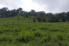 An exceptional amount of flat usable land.jpg