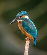 Kingfisher.jpg