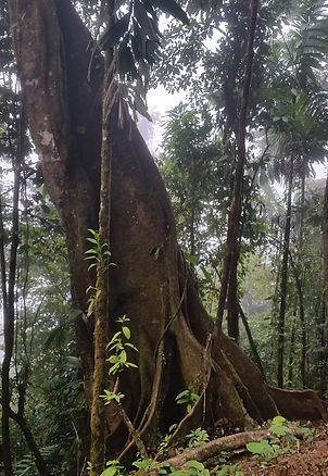 Ancient trees in the primary forest.jpg