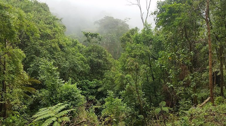 Gorgeous biodiverse rainforest above the tallest waterfall.jpg