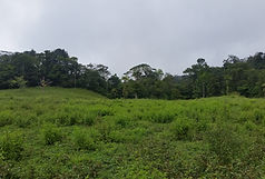 Over 40 acres of flat fertile land.jpg