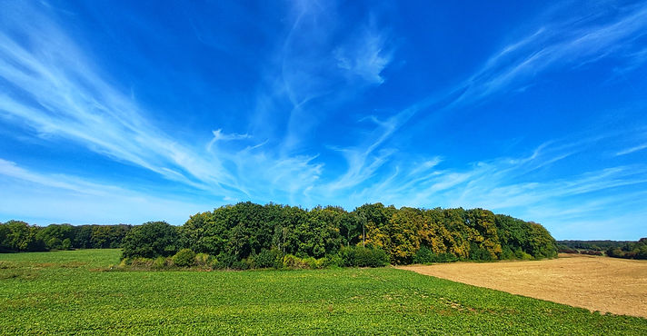 A view of Mametz Wood, the Somme.